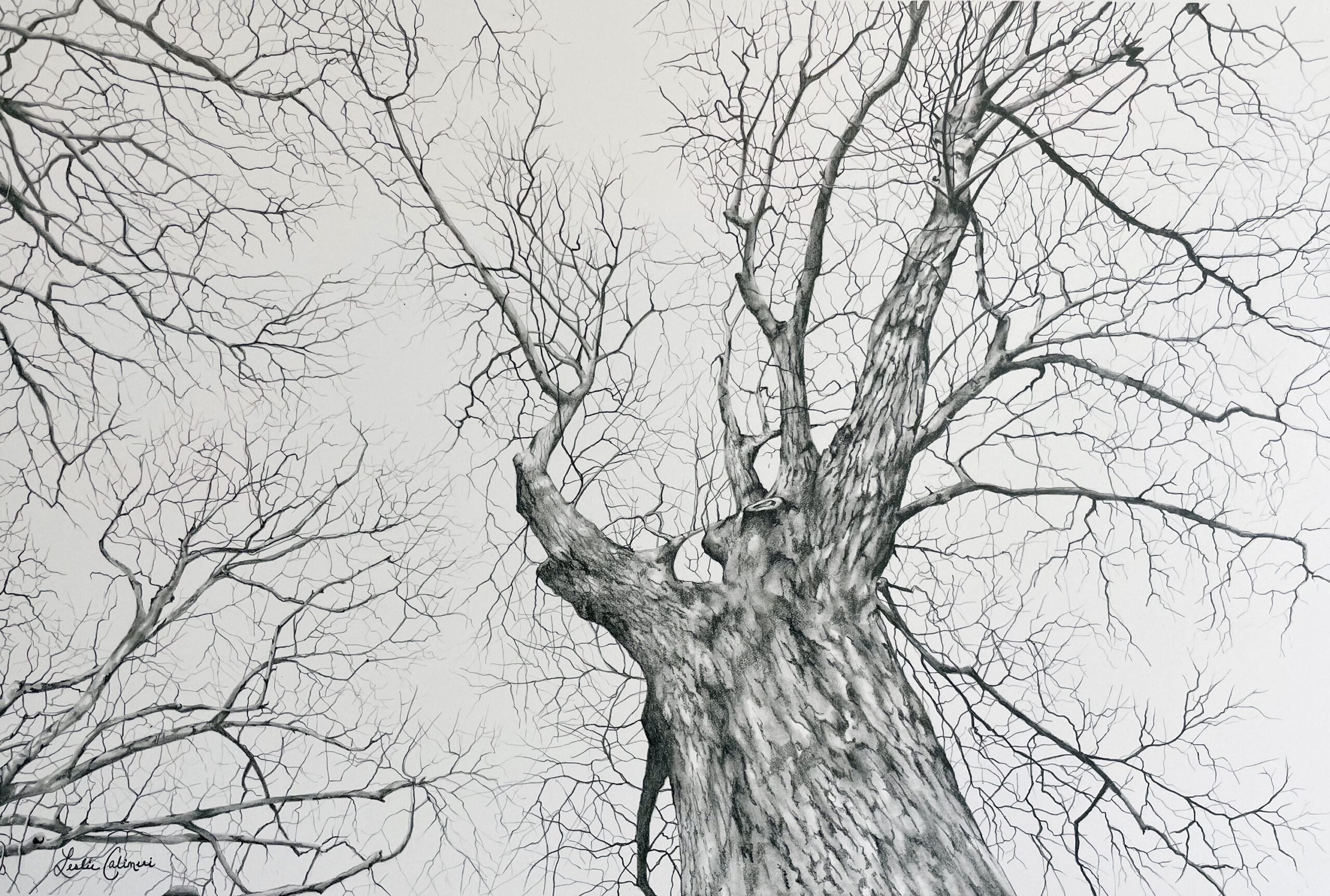 Tree, Tree 2 – Leslie Calimeri